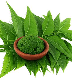 Neem & Tulsi Fragrance Oil