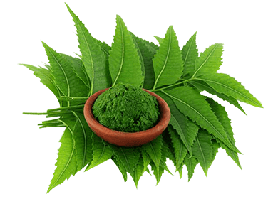 Neem & Tulsi Fragrance Oil