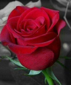 Rose fragrance oil