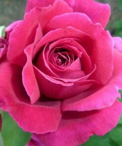 Rose Bulgarian Fragrance Oil