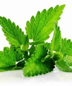 Patchouli Solid Deo Fragrance Oil
