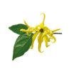 ylang