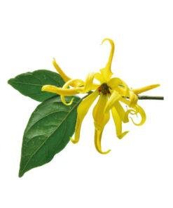 ylang
