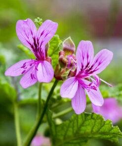 Geranium Essential Oil