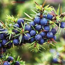 Juniper Berry ESSINTIAL ESSITIONAL OIL