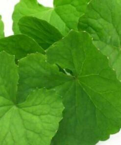 Brahmi Oil