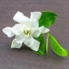 Gardenia White Peach Fragrance Oil