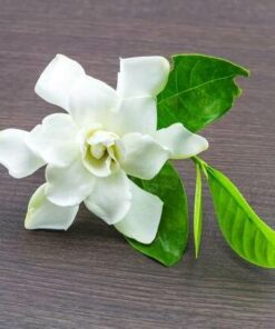 Gardenia White Peach Fragrance Oil