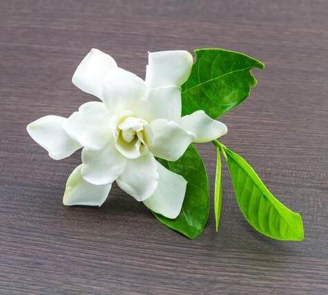 Gardenia White Peach Fragrance Oil