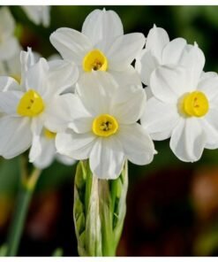 Nargis Flower Fragrance Oil