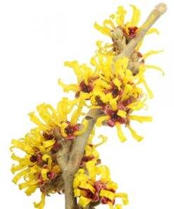 Witch Hazel