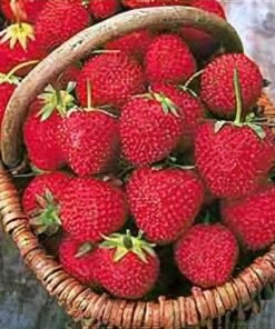 Vedini Strawberry Flavor for Lip Balm and Cosmetic