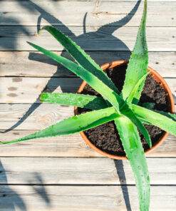 Aloe Vera Fragrance oil