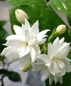 romantic mogra