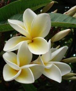 Morning Flower Fragrance oil