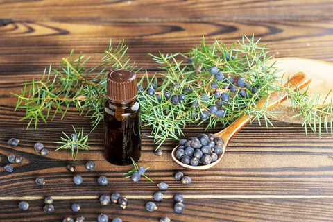 Juniper Berry Oil For Skin