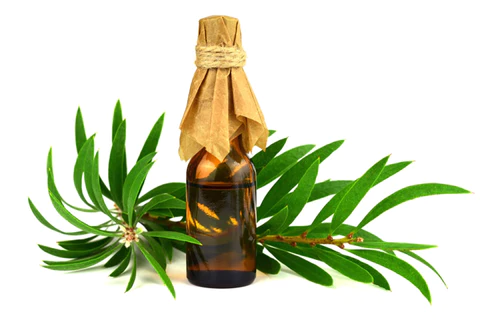 Tea Tree Oil For Ingrown Hair
