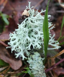 English Oakmoss