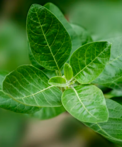 Ashwagndha Natural Extracts