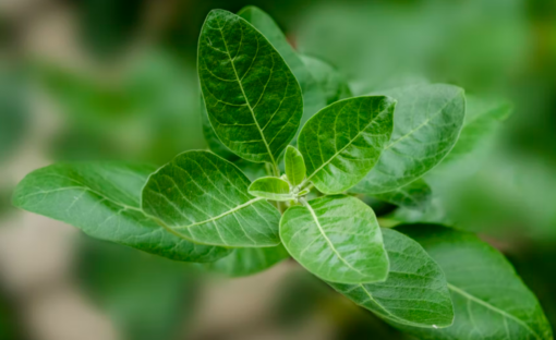 Ashwagndha Natural Extracts
