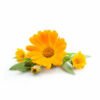 Calendula Hydrosol