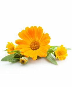Calendula Hydrosol