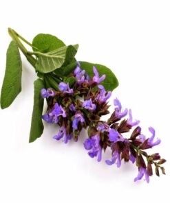 Clary Sage Hydrosol