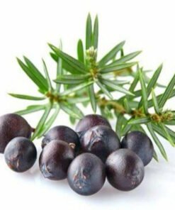 Juniper Berry Hydrosol