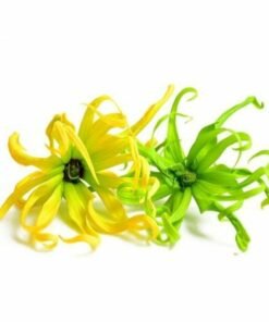 Ylang Ylang Hydrosol