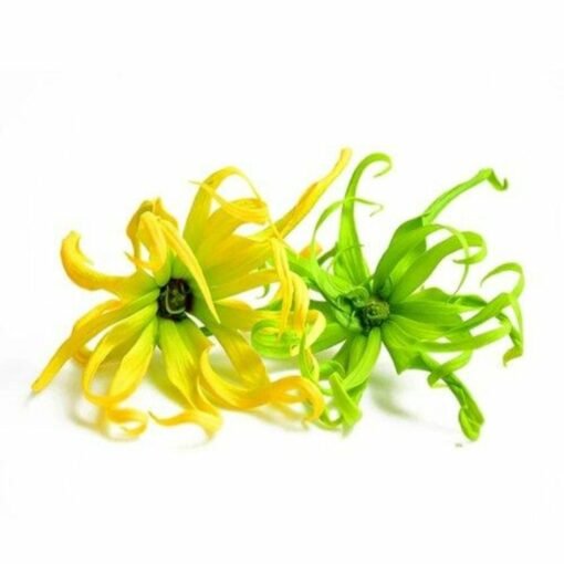 Ylang Ylang Hydrosol