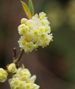 May Chang Essential Oil