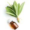 Sage (Spanish) Essential Oil