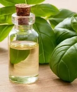 Basil Sweet Essential Oil