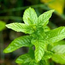 Spearmint Hydrosol