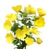 Evening Primrose Oil
