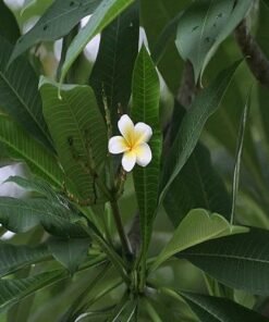 Frangipani Hydrosol