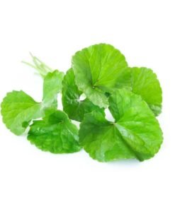 Gotu Kola Natural Extracts