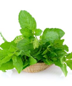 Tulsi (Basil) Extracts