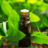 Spearmint Essential Oil
