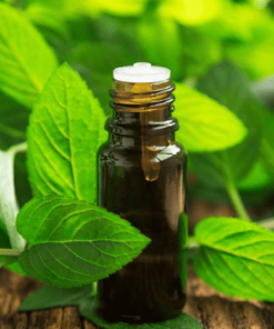 Spearmint Essential Oil