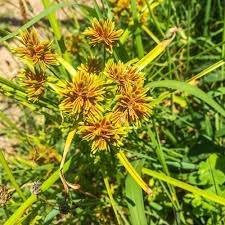 Nagarmotha Natural Extracts
