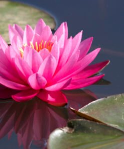 Lotus Natural Extracts