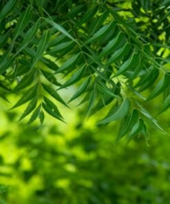Neem Natural Extracts