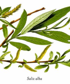 Willow Bark Extracts