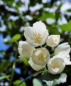 Jasmine Grandiflorum Essential Oil