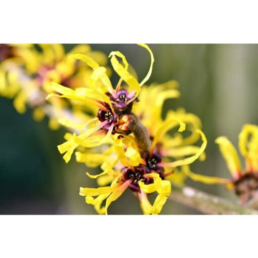 Witch Hazel Extract
