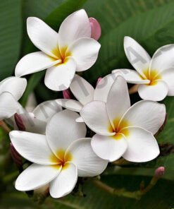 FRANGIPANI FRAGRANCE OILS