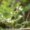 Moringa Flower