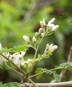 Moringa Flower