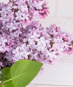 Alternative view of Vedini French Lilac Fragrance oil For Candle and Cosmetic ( Cold Process Stable )